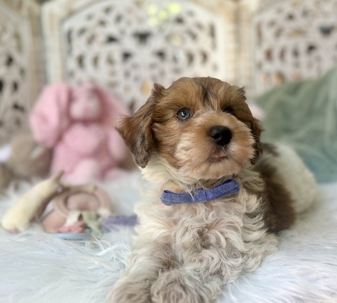 HavaPoo Havanese & Poodle