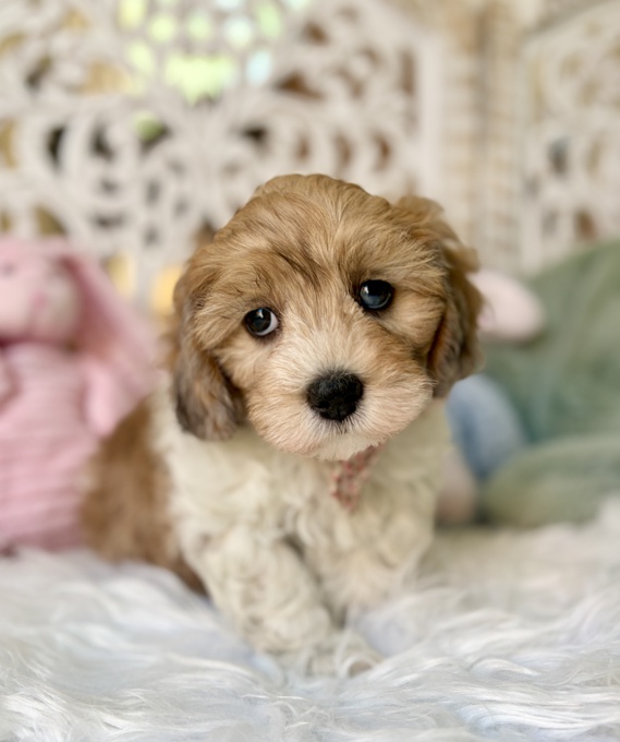 HavaPoo Havanese & Poodle
