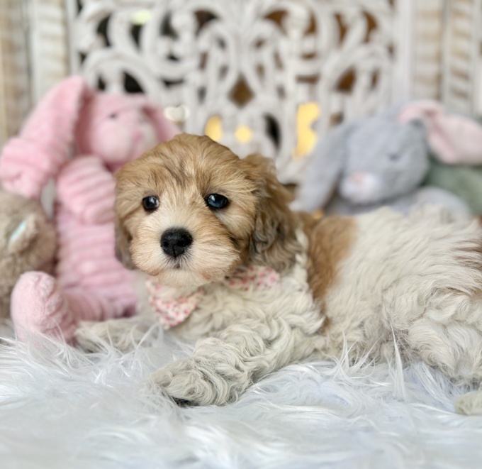 HavaPoo Havanese & Poodle