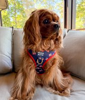 Cavalier King Charles