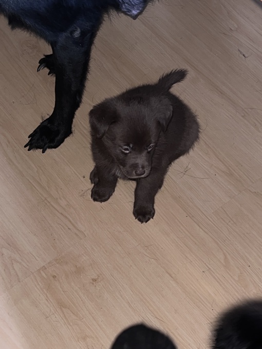 Labrador retriever