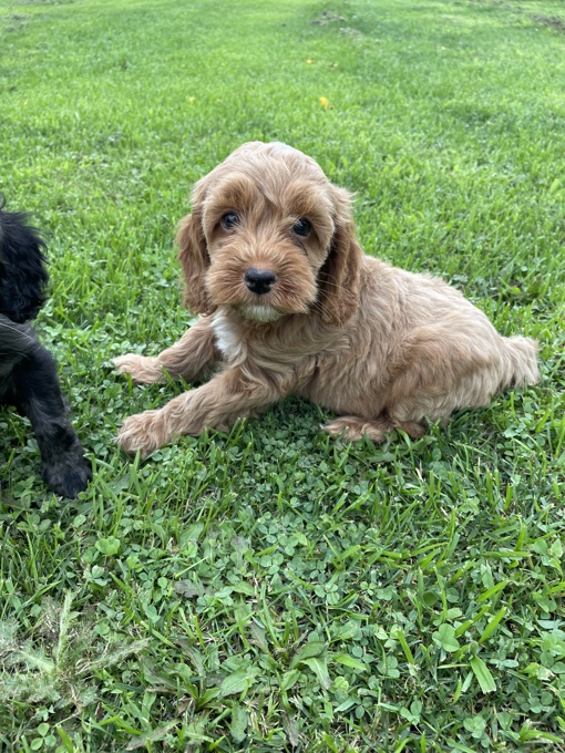 Cockapoo