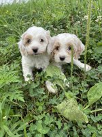 Cockapoo