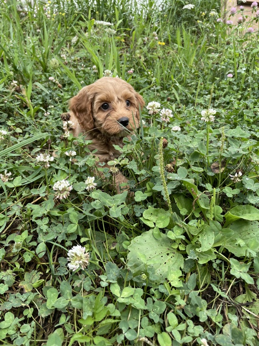 Cockapoo
