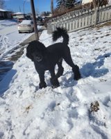 Standard poodle