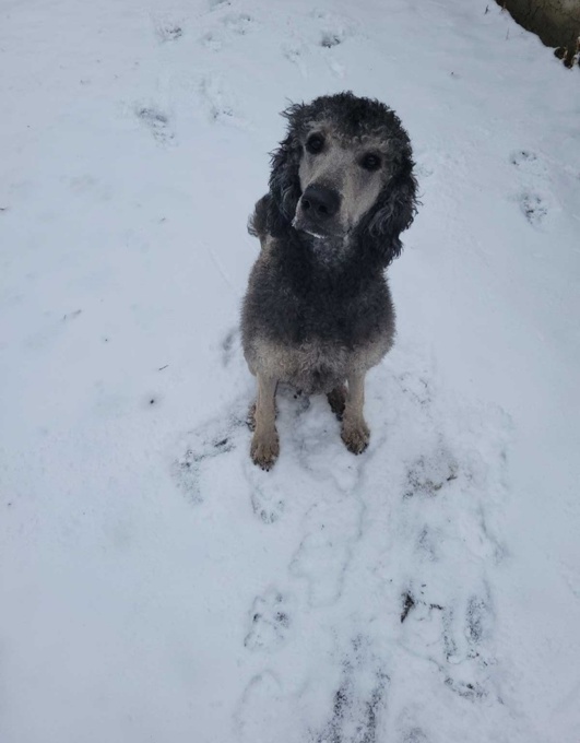 Standard poodle
