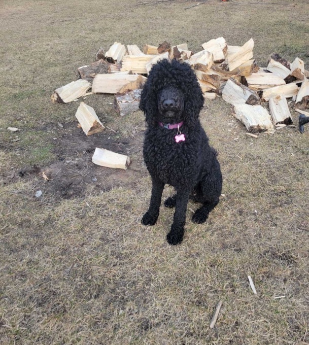 Standard poodle