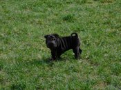 Chinese Shar - Pei Puppies