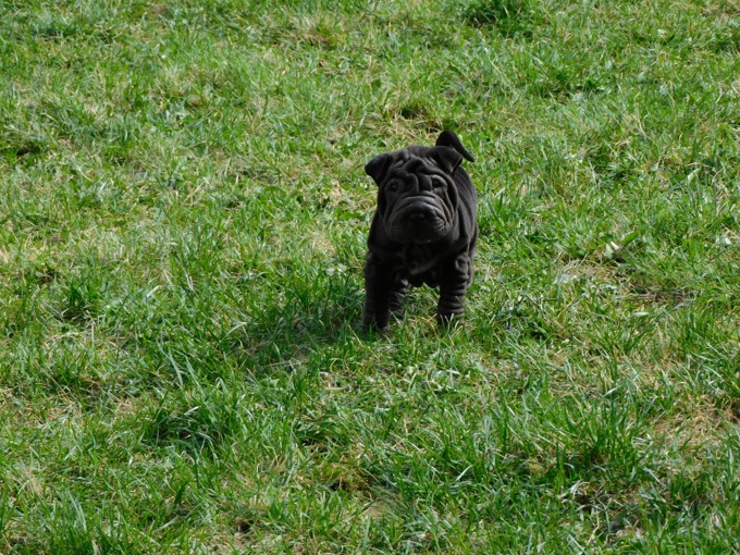 Chinese Shar - Pei Puppies