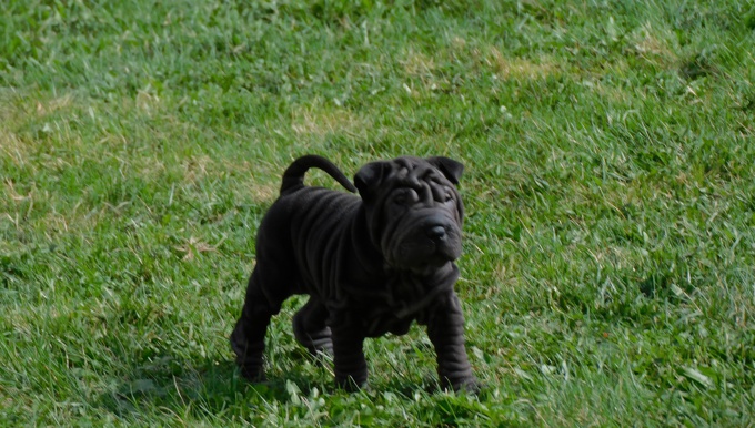Chinese Shar - Pei Puppies