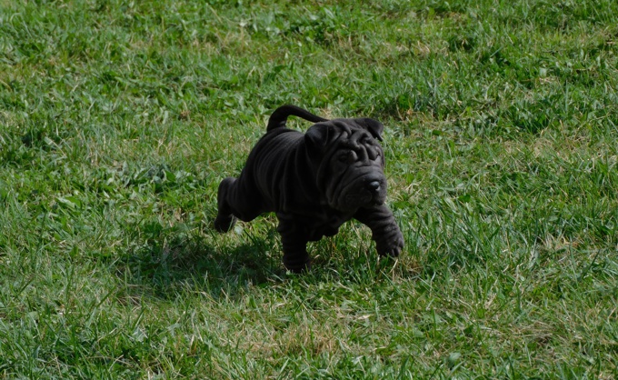 Chinese Shar - Pei Puppies