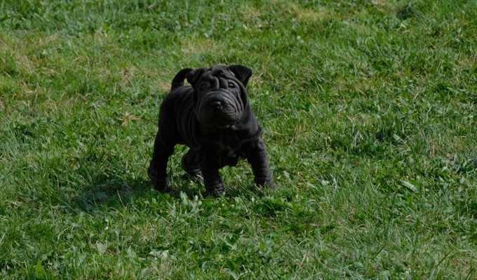 Chinese Shar - Pei Puppies