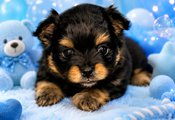Pomeranian