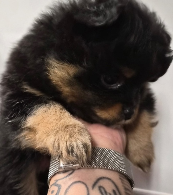 Pomeranian