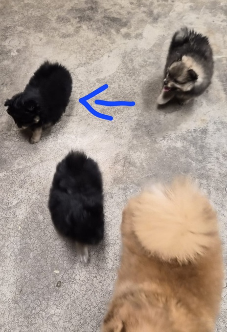 Pomeranian