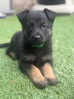 German Sheppard purebred