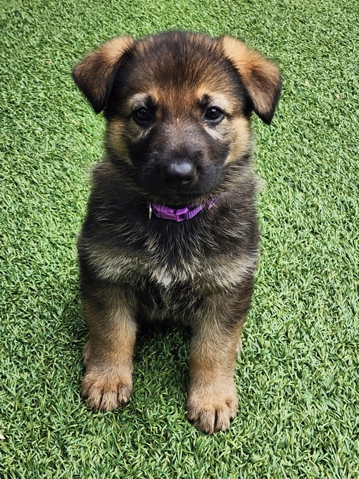 German Sheppard purebred