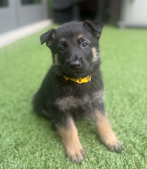 German Sheppard purebred