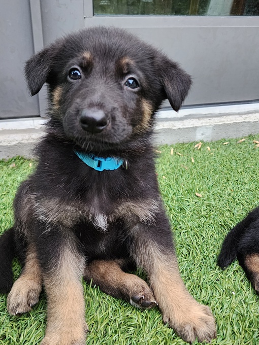 German Sheppard purebred