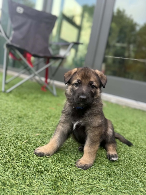 German Sheppard purebred