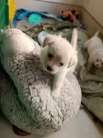 Maltese X