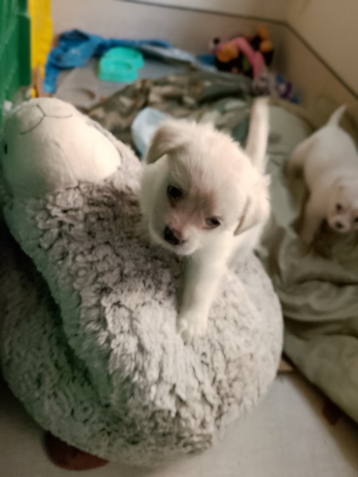 Maltese X