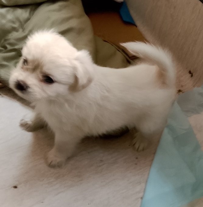 Maltese X