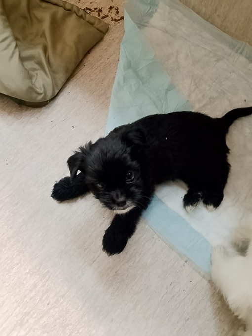 Maltese X