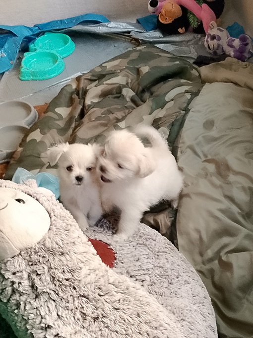 Maltese X