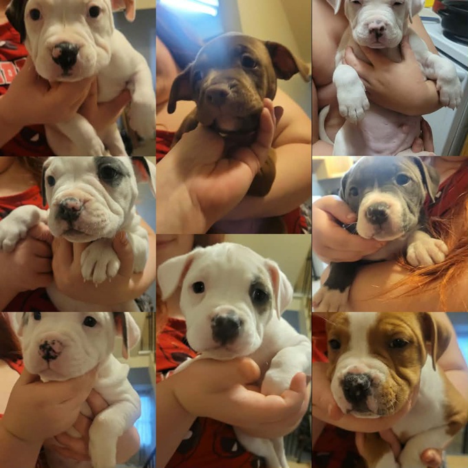 American Bully Pocket Bully