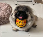Pekingese