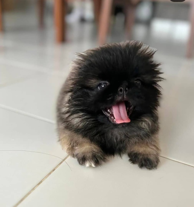 Pekingese