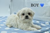 Maltese X Shihtzu