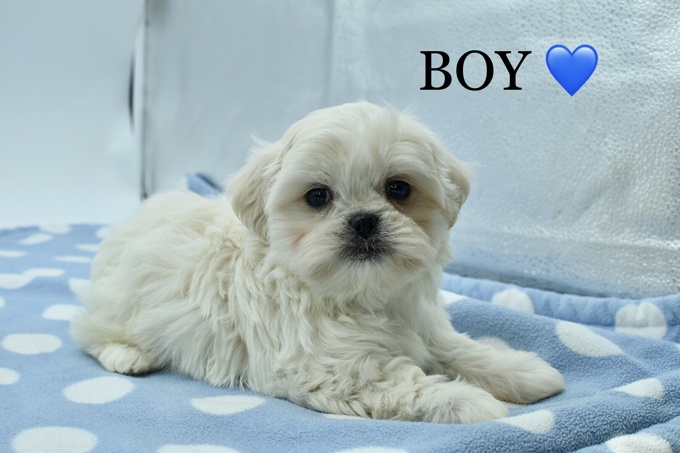 Maltese X Shihtzu