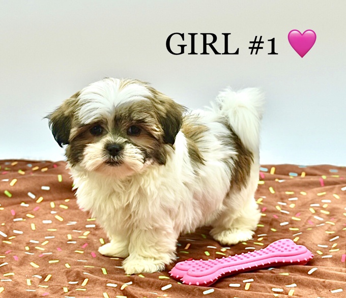 Maltese X Shihtzu