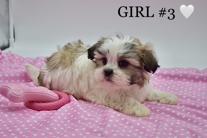 Maltese X Shihtzu