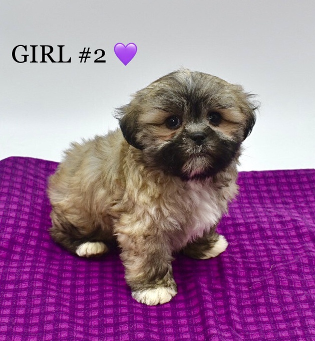 Maltese X Shihtzu