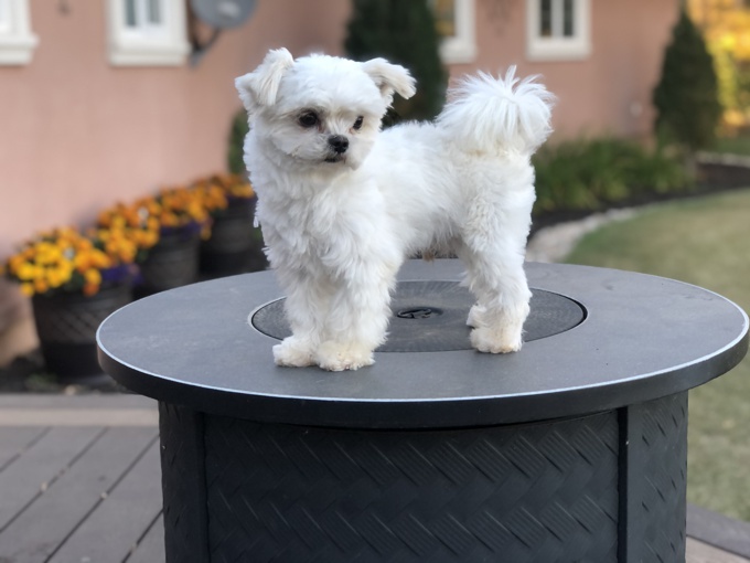 Maltese X Shihtzu