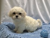 Maltese X Shihtzu