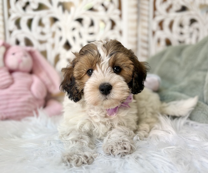 HavaPoo Havanese Poodle