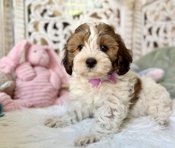 HavaPoo Havanese Poodle
