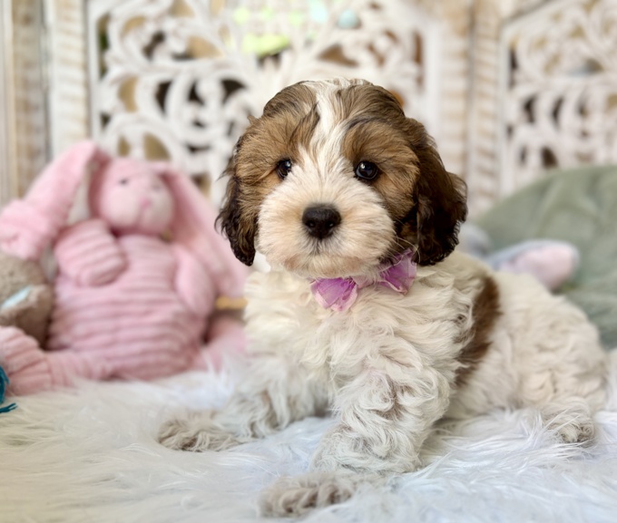 HavaPoo Havanese Poodle