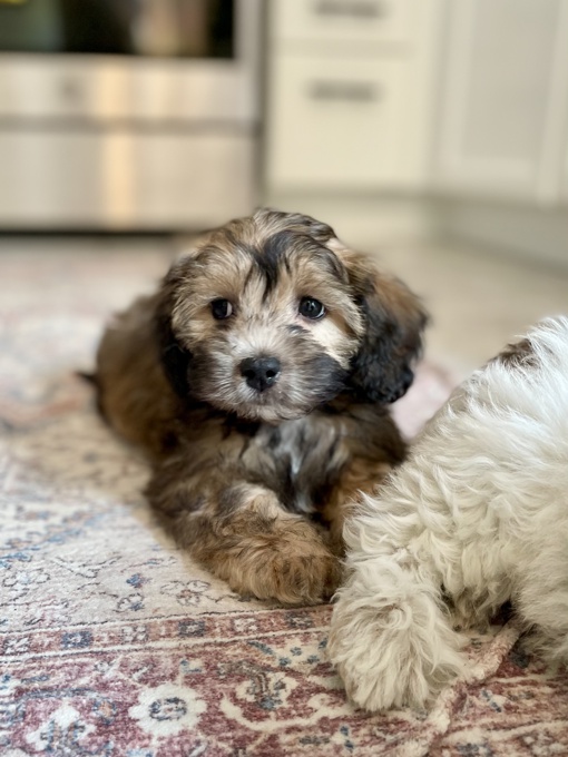 HavaPoo Havanese Poodle