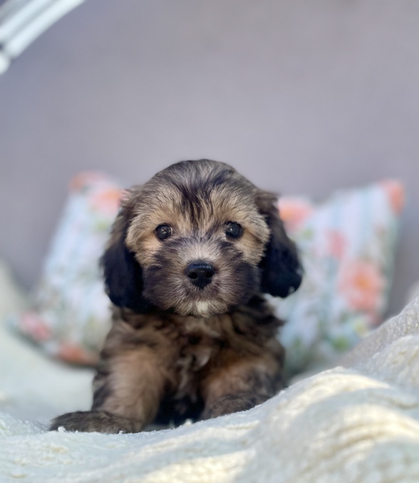 HavaPoo Havanese Poodle