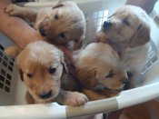 GOLDEN RETRIEVER