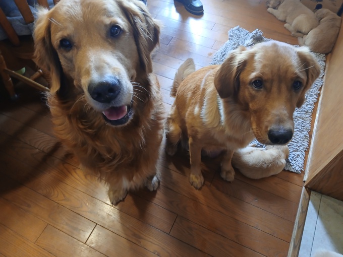 GOLDEN RETRIEVER