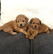 Toy poodle
