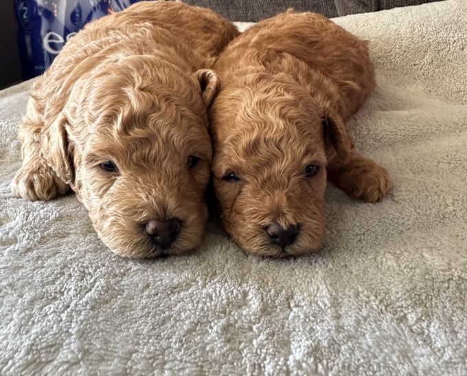 Toy poodle
