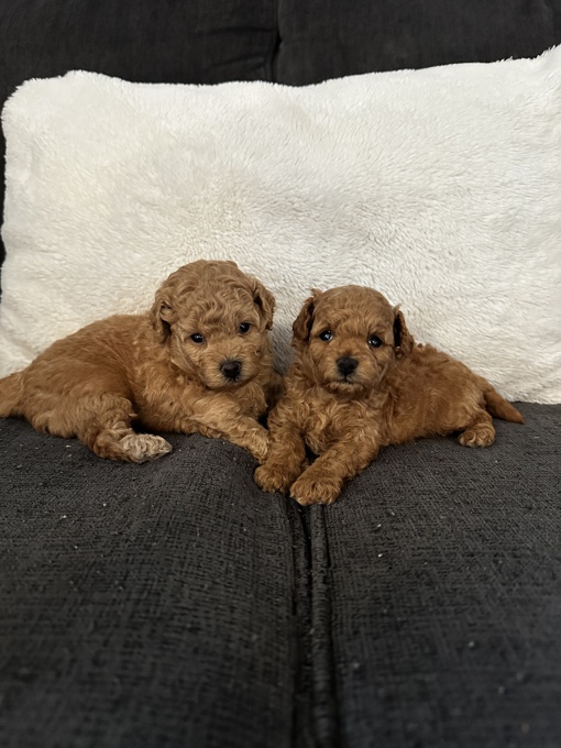 Toy poodle