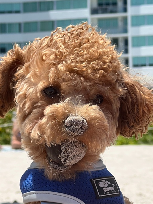 Toy poodle